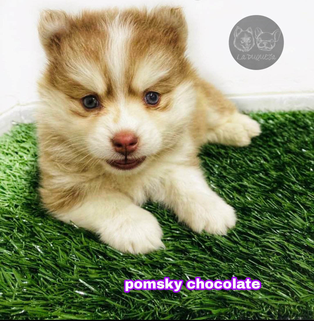 Pomsky chocolate