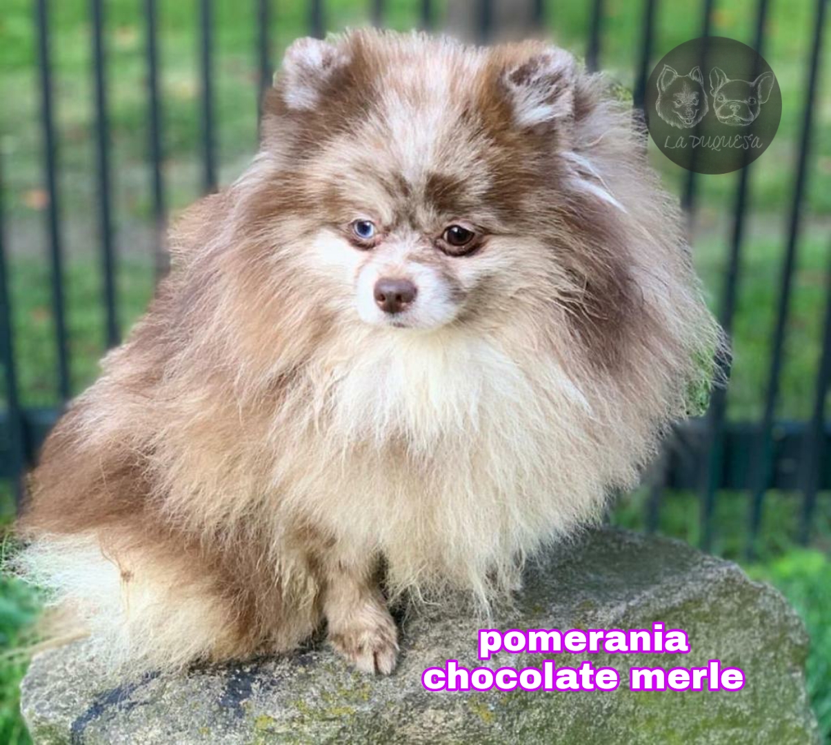 pomerania chocolate merle