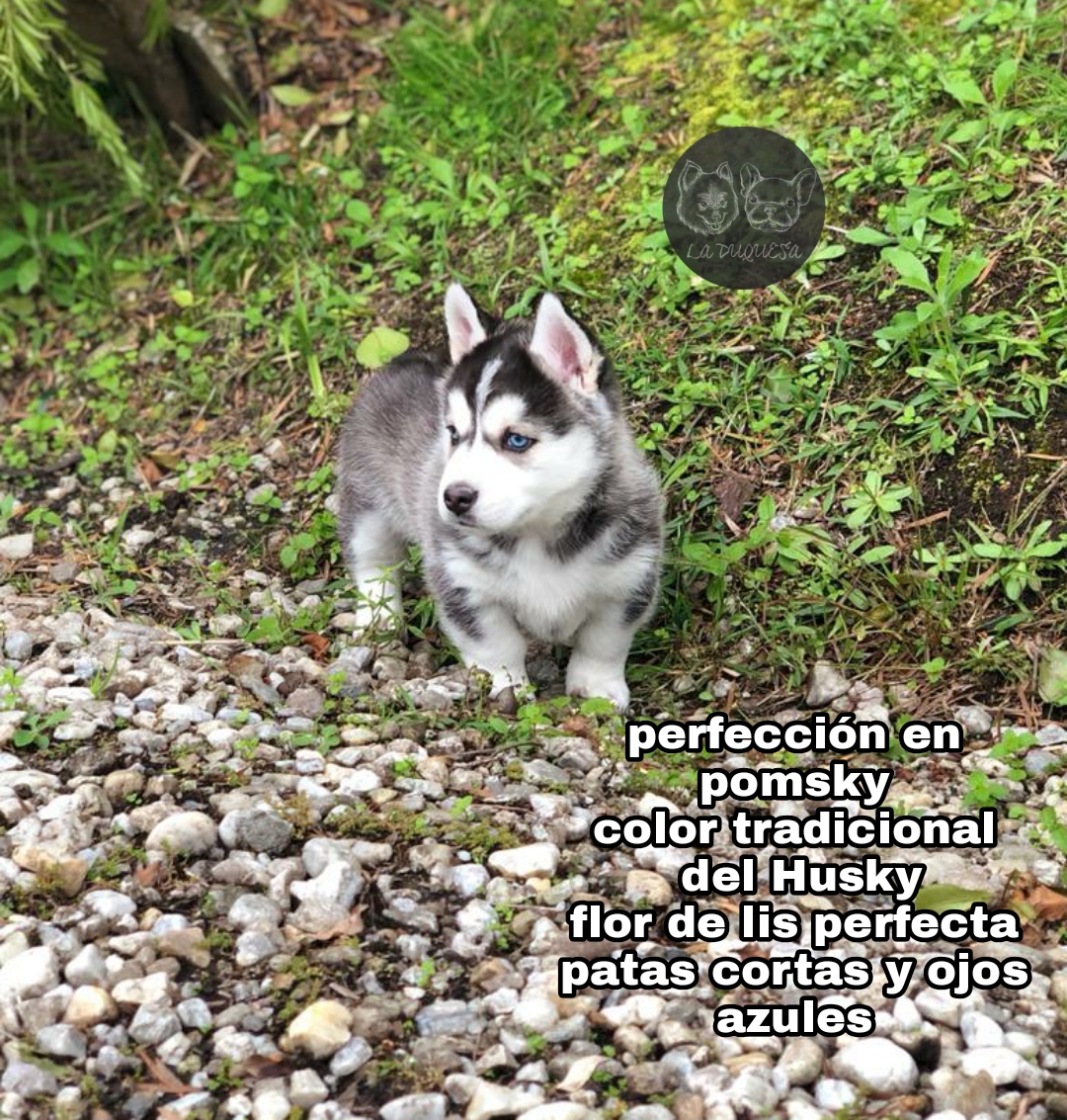 Pomsky ojos azules patas cortas flor de lis