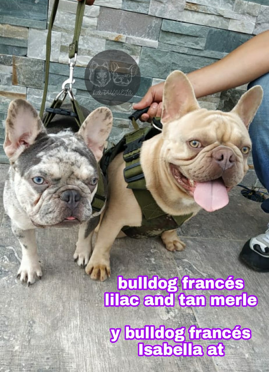 bulldog frances lilac tan merle isabella at