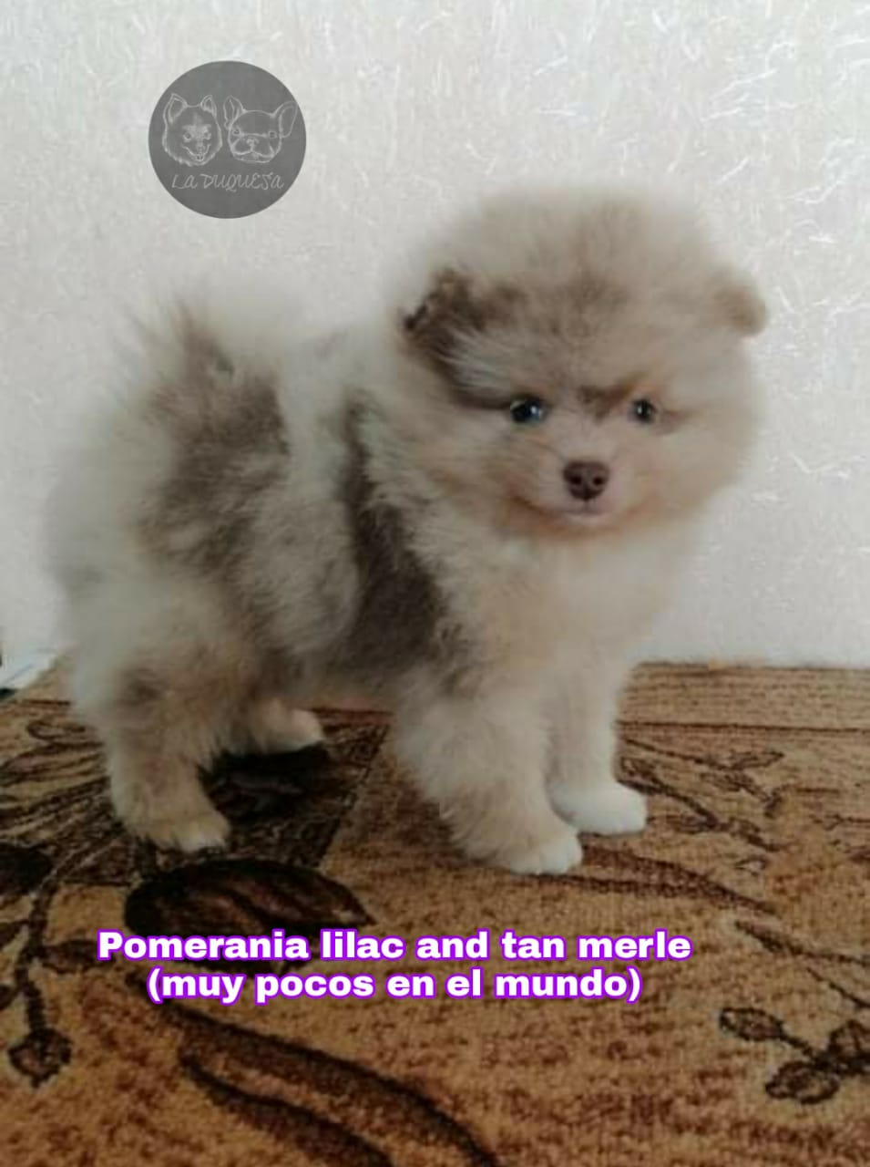 pomerania lilac tan merle