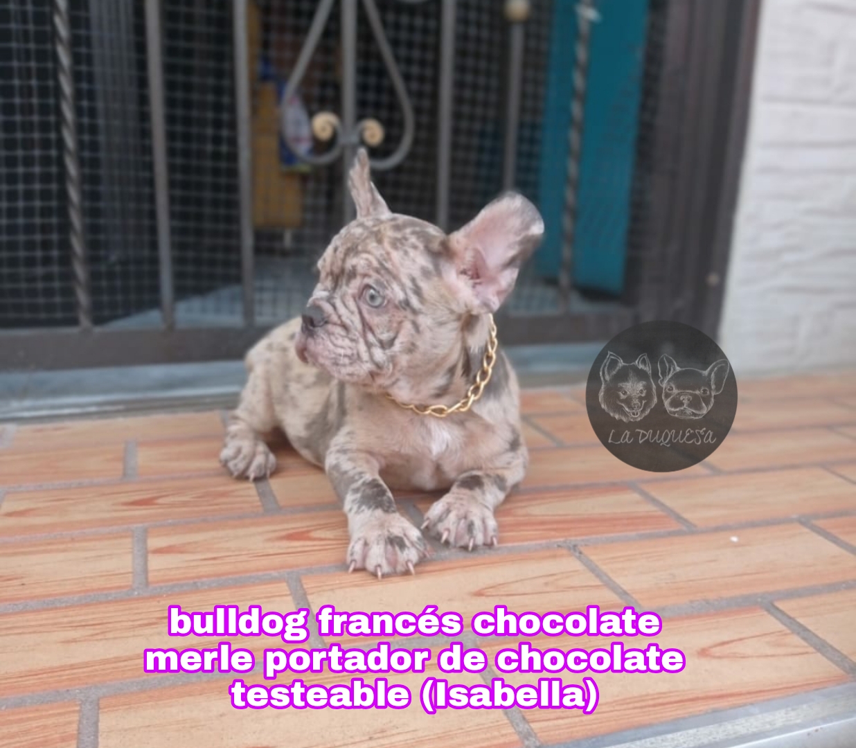 bulldog frances chocoalte merle isabella
