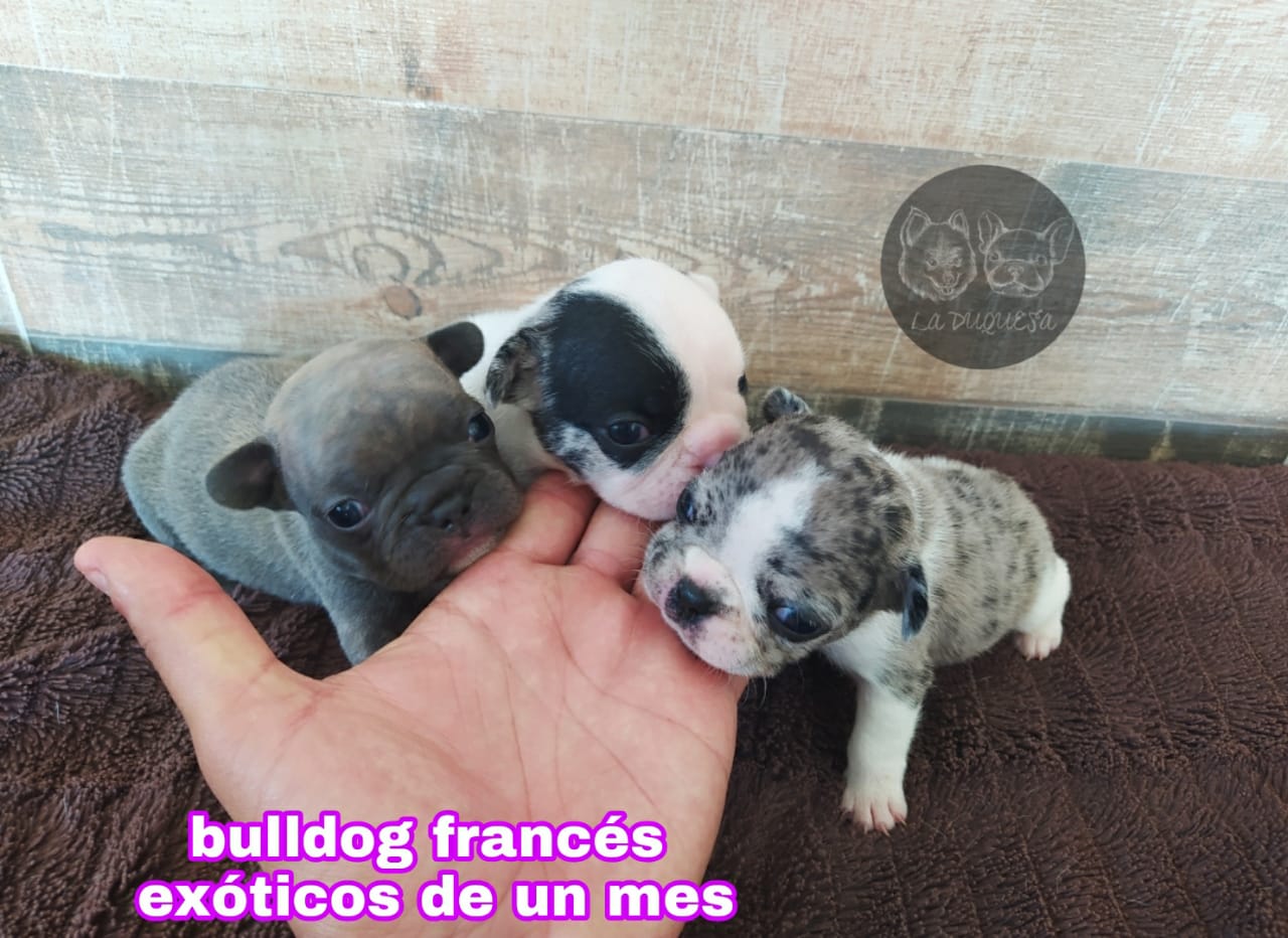 Bulldog Frances Frenchie exotico