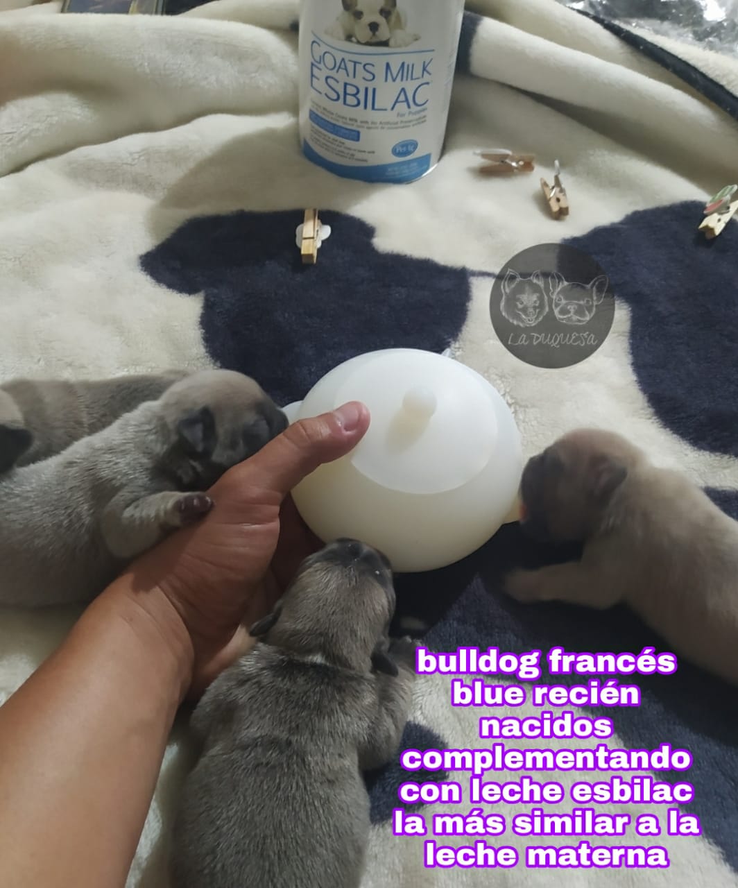 cachorros bulldog frenchie frances