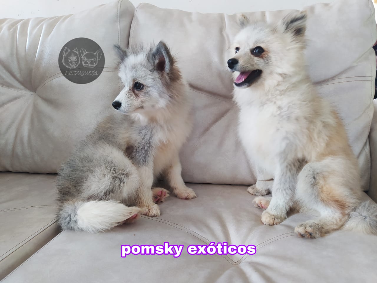 Pomsky exotico